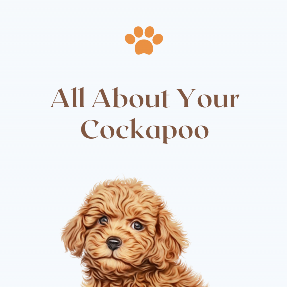 All About Your Cockapoo Banner