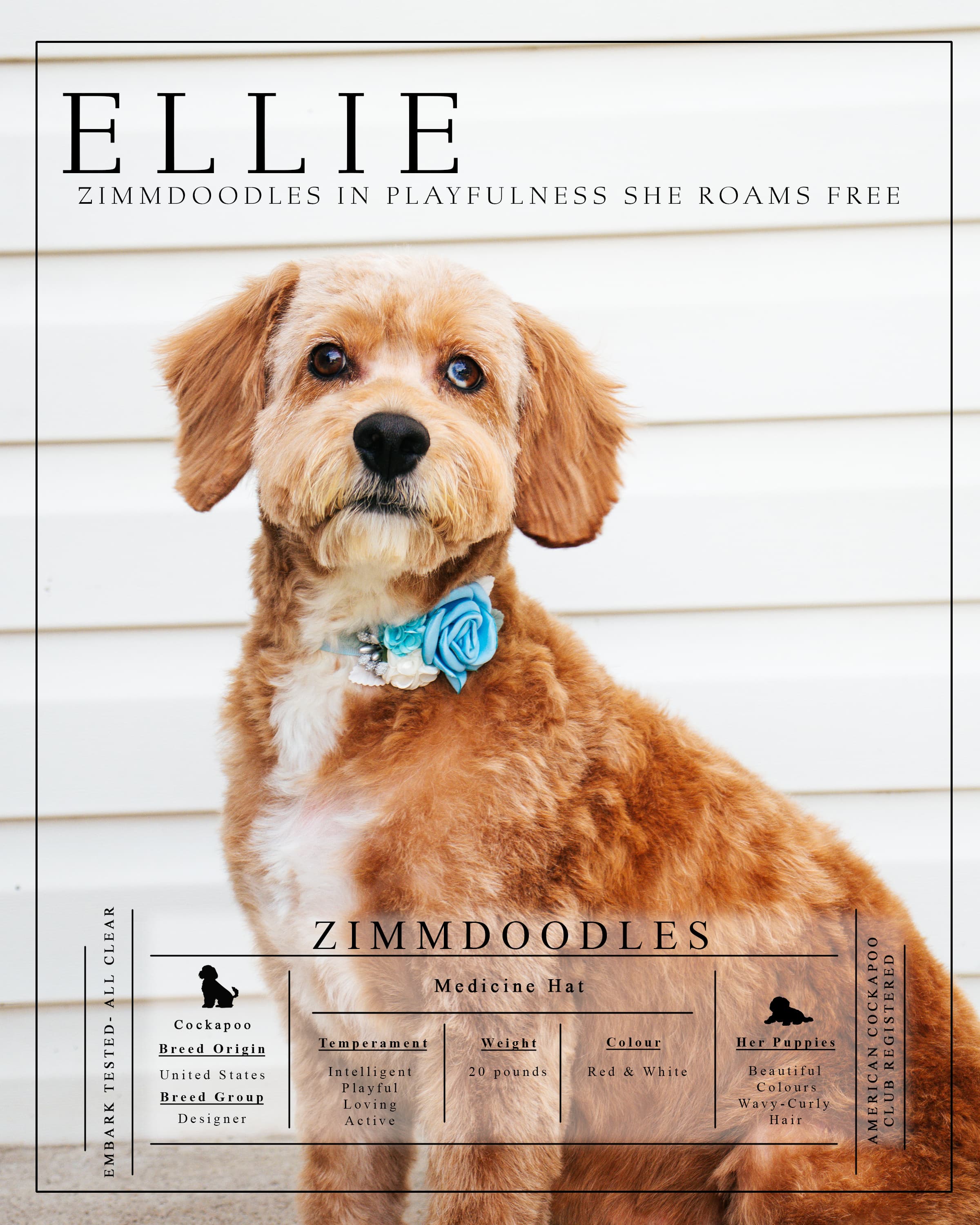 Meet Ellie 2025