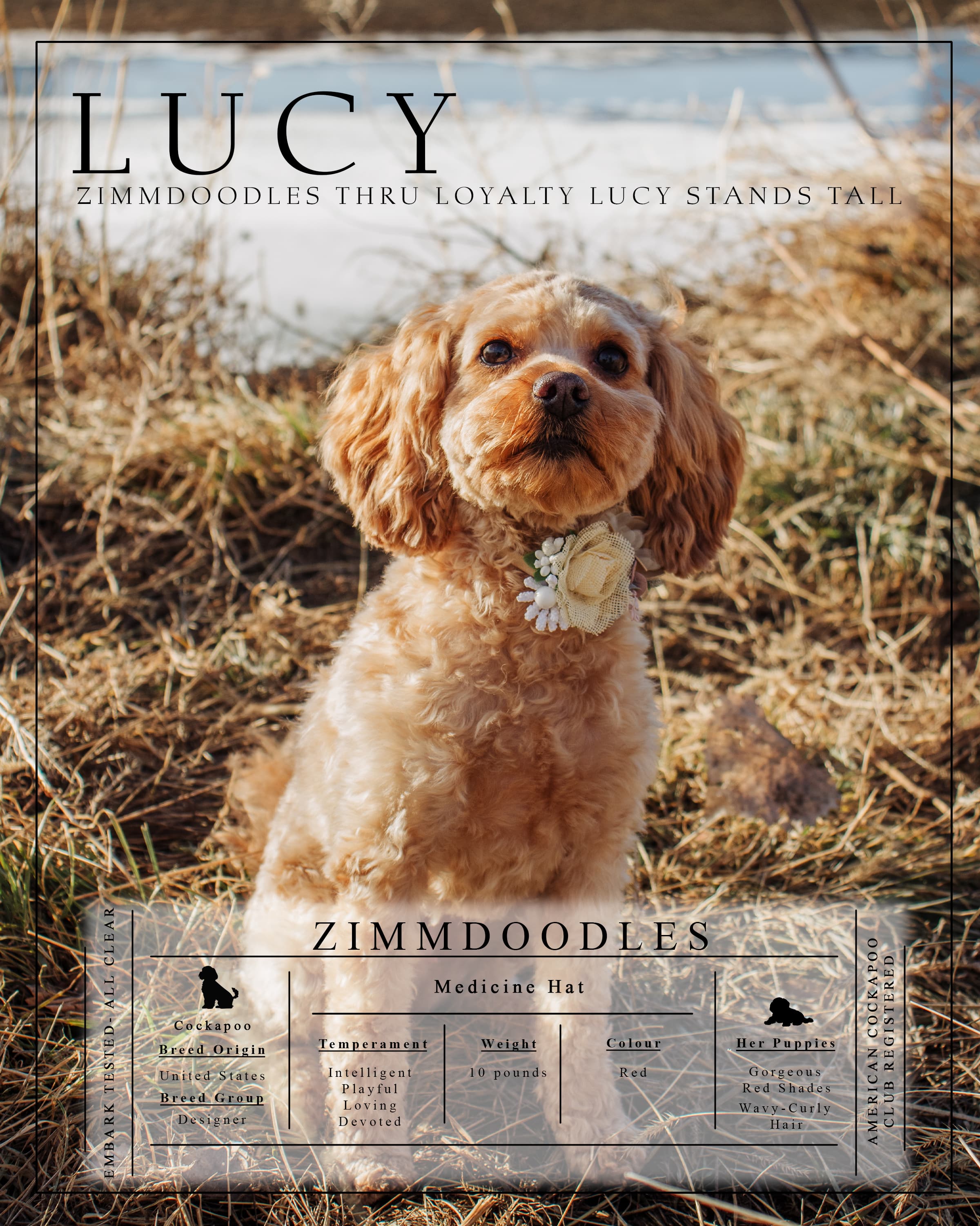 Meet Lucy 2025
