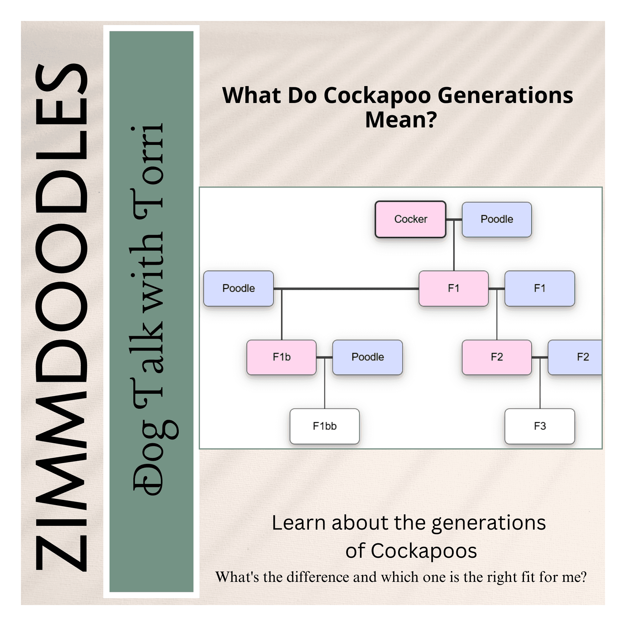 How Do Cockapoo Generations Work