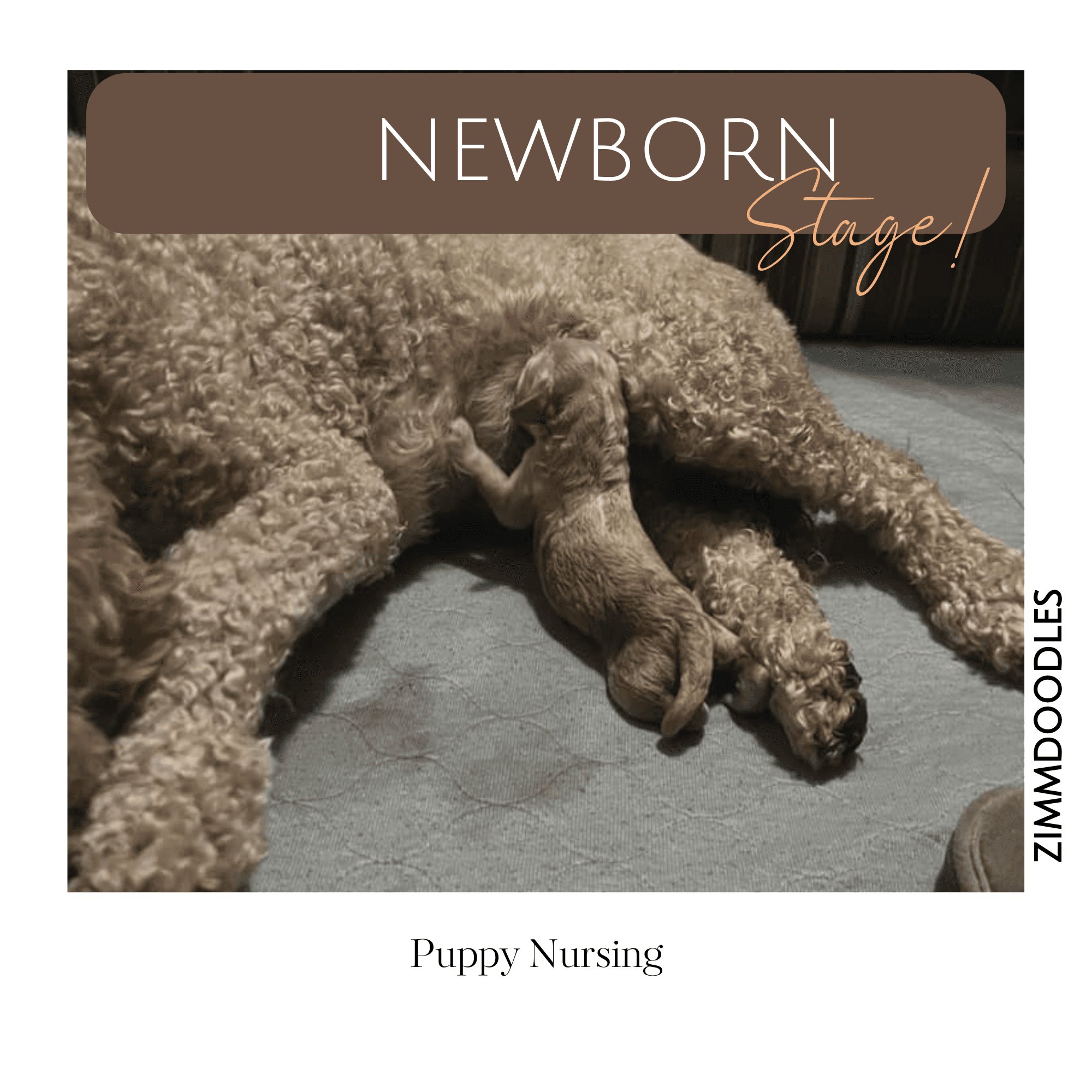 Newborn Stage