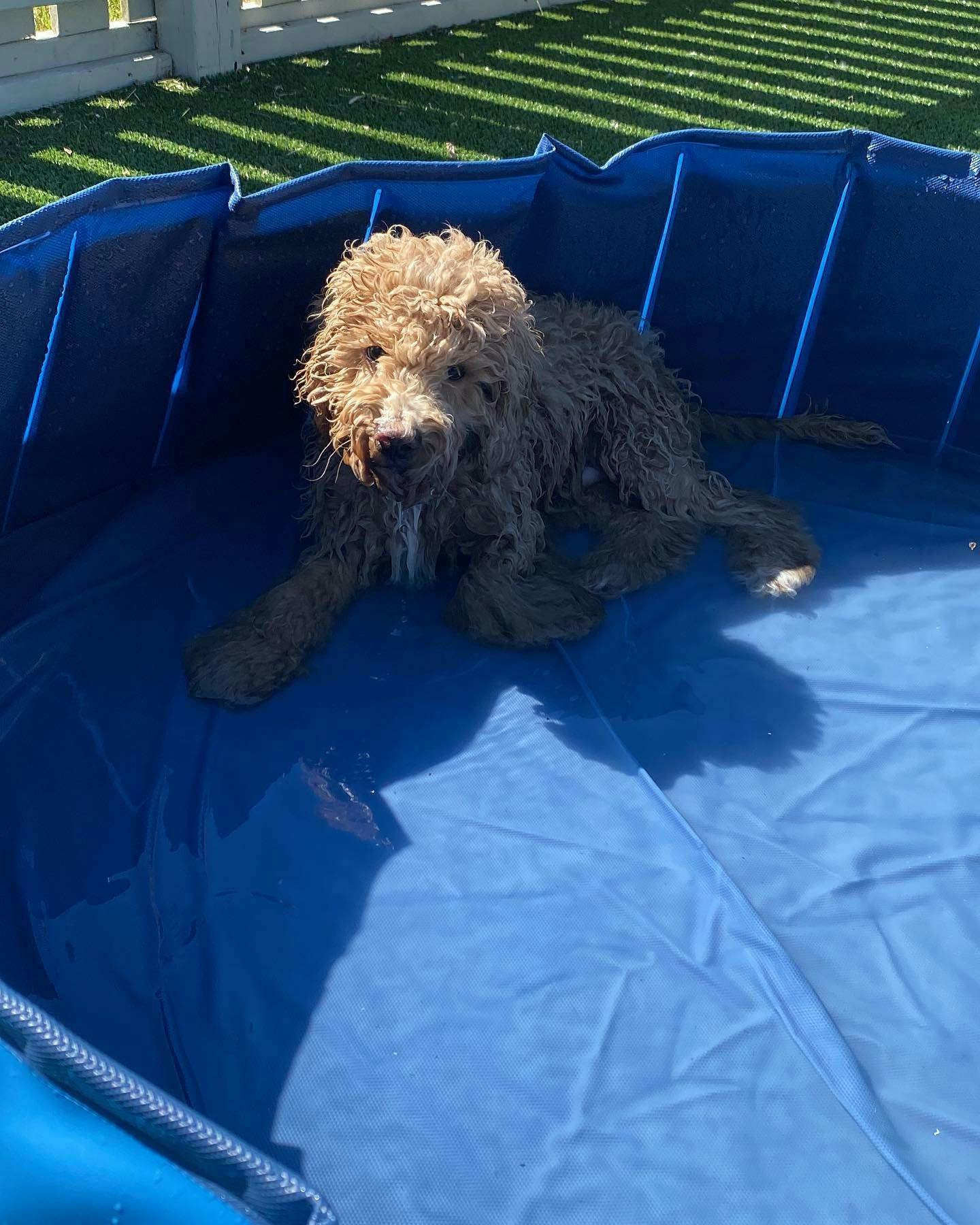 Dog in pool